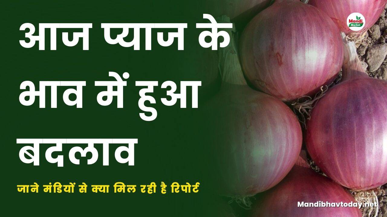 आज प्याज के भाव में हुआ बदलाव | जाने मंडियों से क्या मिल रही है रिपोर्ट