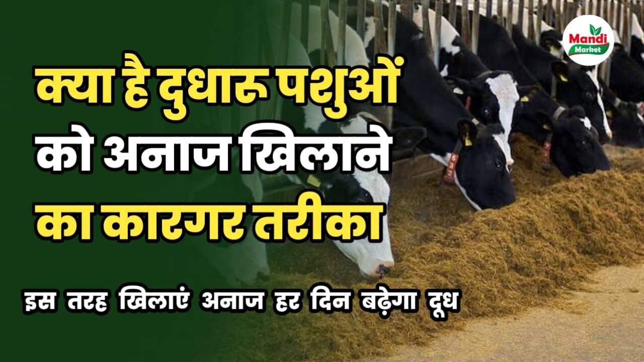 क्या है दुधारू पशुओं को अनाज खिलाने का कारगर तरीका | इस तरह खिलाने अनाज हर दिन बढ़ेगा दूध 