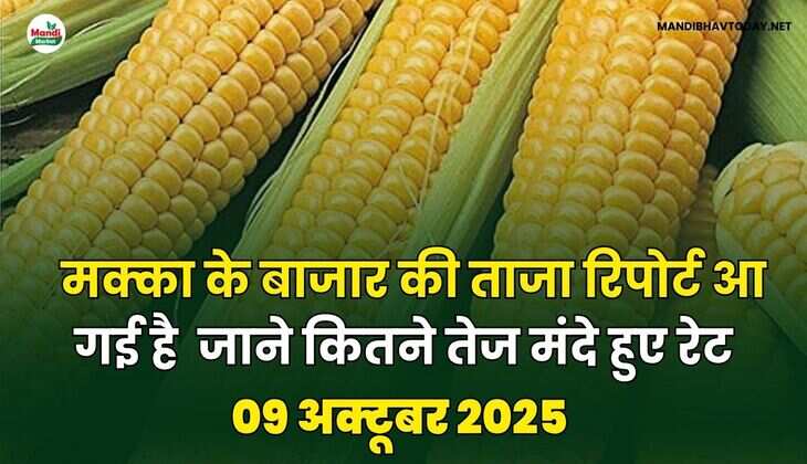 मक्का के बाजार की ताजा रिपोर्ट आ गई है | जाने कितने तेज मंदे हुए रेट