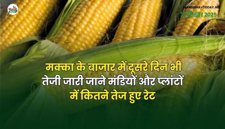 मक्का के बाजार में दूसरे दिन भी तेजी जारी | जाने मंडियों और प्लांटों में कितने तेज हुए रेट