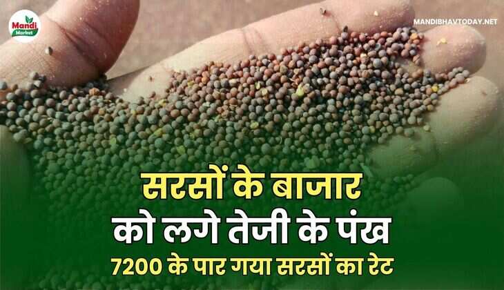 7200 के पार गया सरसों का रेट