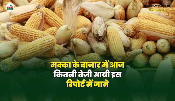 मक्का के बाजार में आज कितनी तेजी आयी | इस रिपोर्ट में जाने