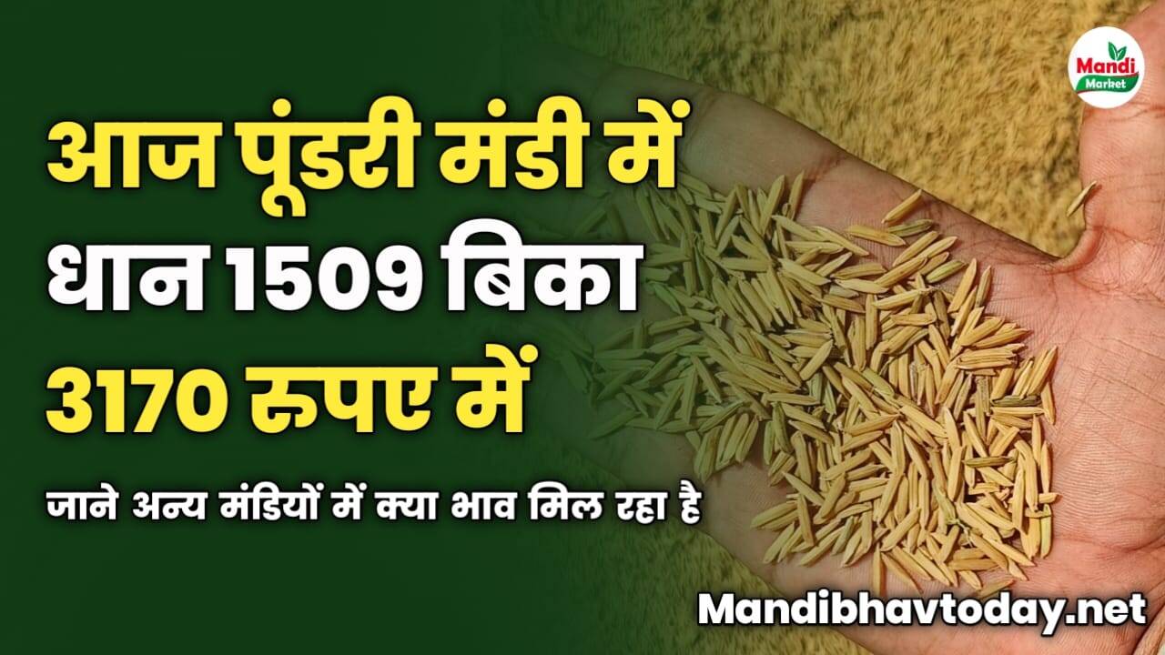 आज पूंडरी मंडी में धान 1509 बिका 3170 रुपए में | जाने अन्य मंडियों में क्या भाव मिल रहा है