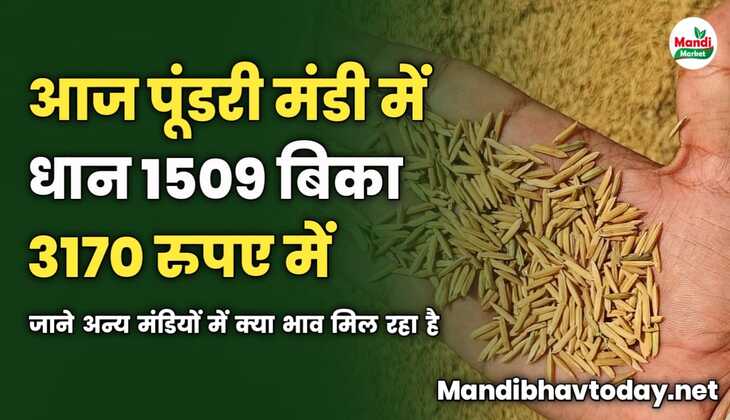 आज पूंडरी मंडी में धान 1509 बिका 3170 रुपए में | जाने अन्य मंडियों में क्या भाव मिल रहा है 