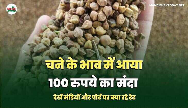 चने के भाव में आया 100 रुपये का मंदा | देखें मंडियों और पोर्ट पर क्या रहे रेट