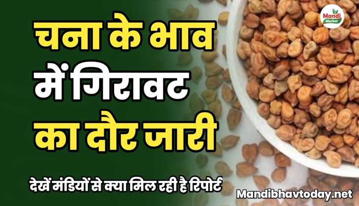 चना के भाव में गिरावट का दौर जारी | देखें मंडियों से क्या मिल रही है रिपोर्ट chane ke taja mandi bhav 30 december 2024