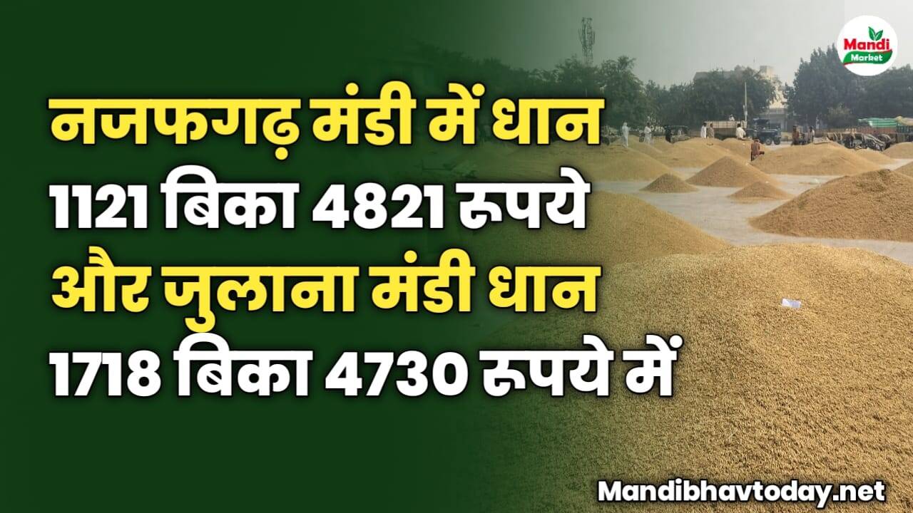 नजफगढ़ मंडी में धान 1121 बिका 4821 रूपये और जुलाना मंडी धान 1718 बिका 4730 रूपये में | देखे अन्य मंडियों में क्या मिल रहे है टॉप रेट