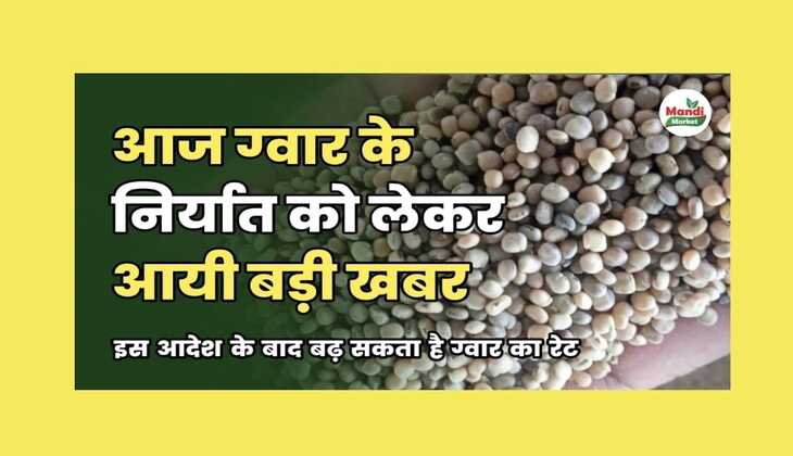 क्या कहते है ग्वार के निर्यात आंकड़े। फिर से सुधर सकता है ग्वार का भाव | जाने क्या है इसकी वज़ह