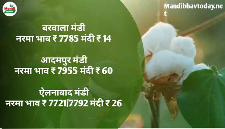 देखे आज के नरमा और कपास के ताजा मंडी भाव 26 April 2023