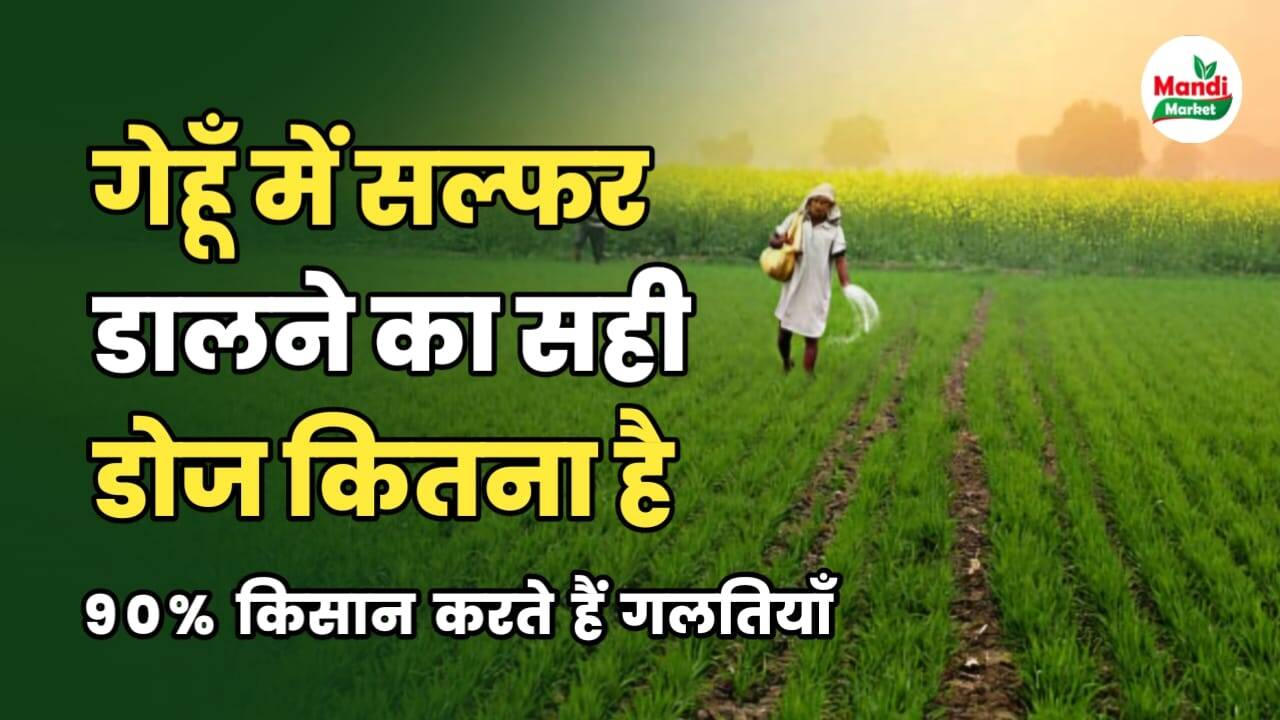 गेहूं में आपको 80 मण उत्पादन क्यू नहीं मिलता | 90% किसानों को नहीं पता | बढ़िया उत्पादन लेना है तो ये रिपोर्ट जरूर पढ़ें