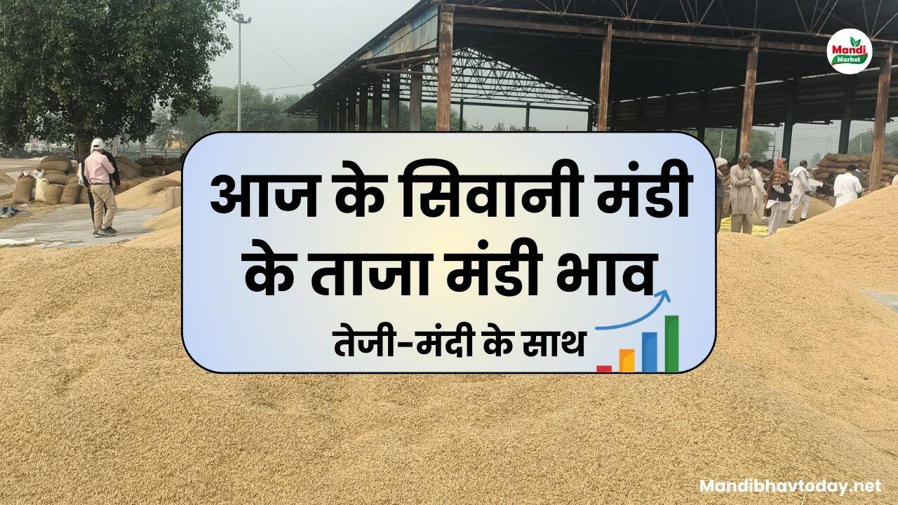 siwani mandi ke bhav 24 APRIL 25 