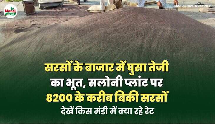 सरसों के बाजार में घुसा तेजी का भूत | सलोनी प्लांट पर 8200 के करीब बिकी सरसों | देखें किस मंडी में क्या रहे रेट