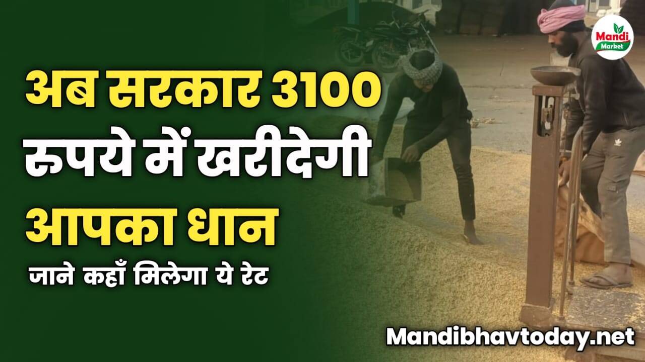 मीटिंग में लिया फैसला | अब 3100 रुपये में खरीदेगी सरकार आपका धान | जाने कहाँ मिलेगा ये रेट