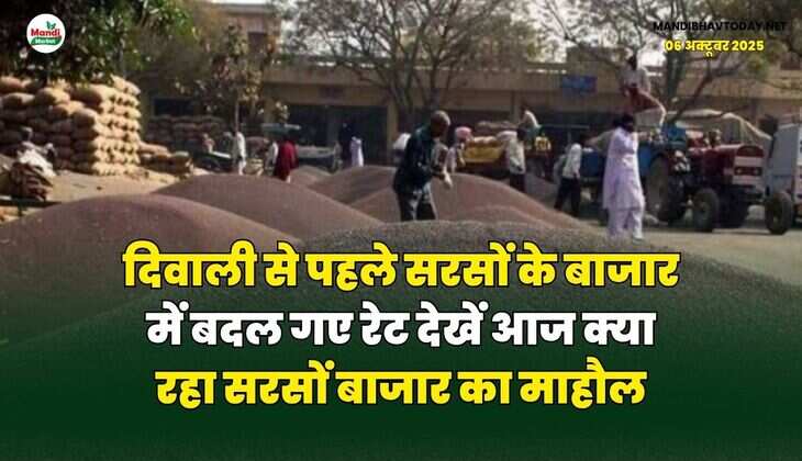 दिवाली से पहले सरसों के बाजार में बदल गए रेट | देखें आज क्या रहा सरसों बाजार का माहौल