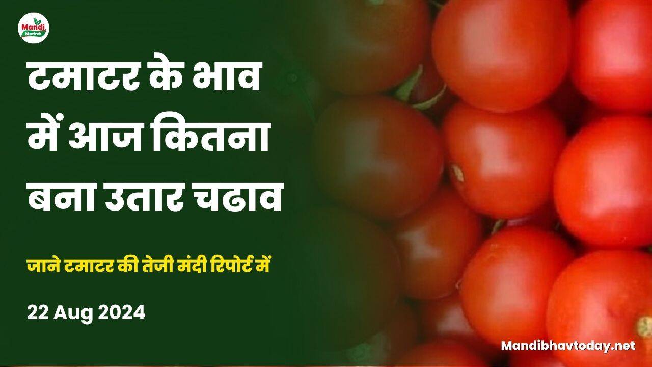 जाने टमाटर की तेजी मंदी रिपोर्ट में