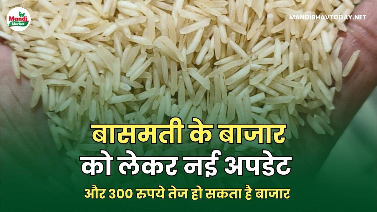 बासमती के बाजार को लेकर नई अपडेट | और 300 रुपये तेज हो सकता है बाजार