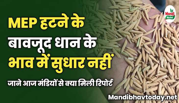 MEP हटने के बावजूद धान के भाव में सुधार नहीं | जाने आज मंडियों से क्या मिली रिपोर्ट
