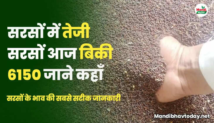  Sarso Live Rate Today 17 Mar 2023