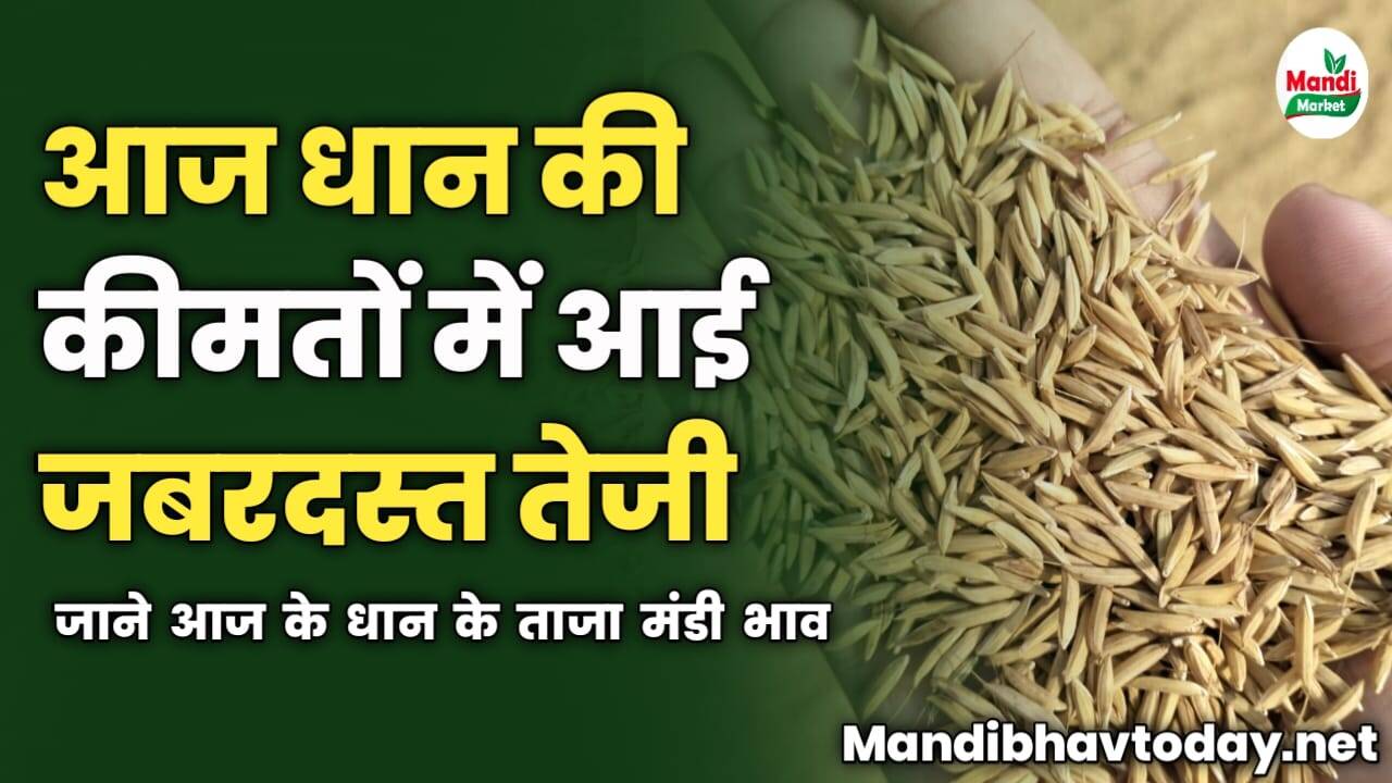 धान की कीमतों में आई जबरदस्त तेजी | जाने आज के धान के ताजा मंडी भाव
