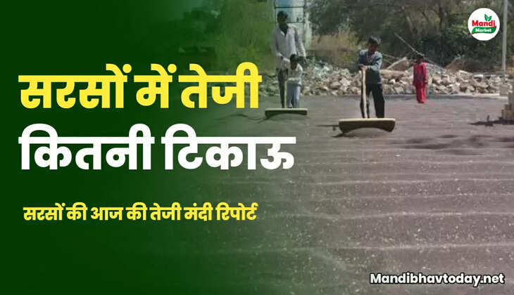 सरसों की तेजी मंदी रिपोर्ट