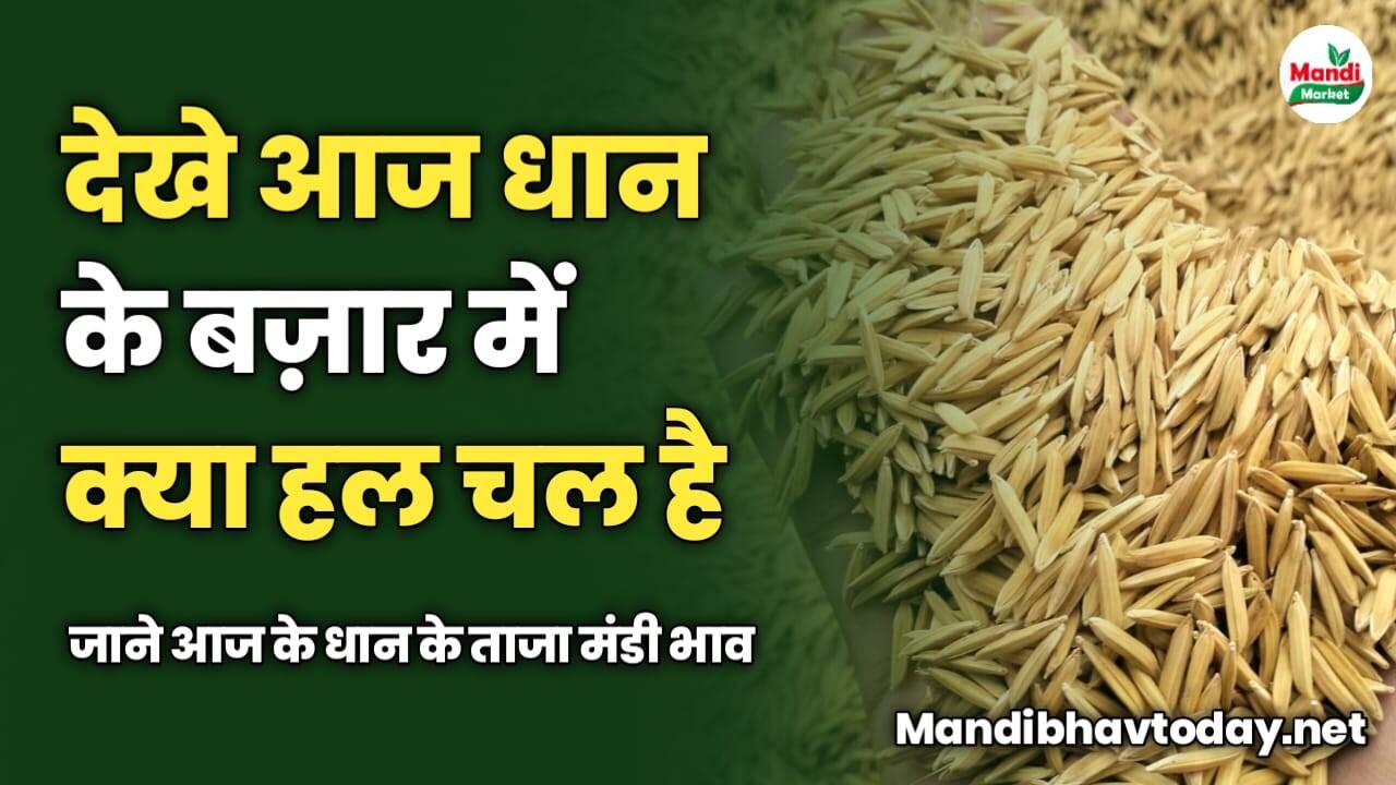 देखे आज धान के बज़ार में क्या हल चल है | जाने आज के धान के ताजा मंडी भाव