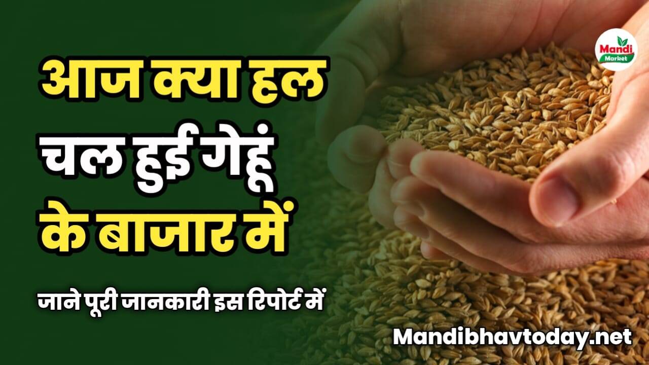 आज क्या हल चल हुई गेहूं के बाजार में | जाने पूरी जानकारी इस रिपोर्ट में