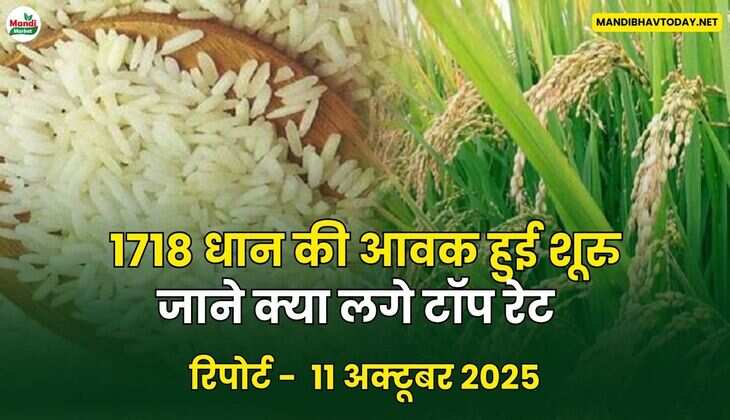 1718 धान की आवक हुई शूरु जाने क्या लगे टॉप रेट  