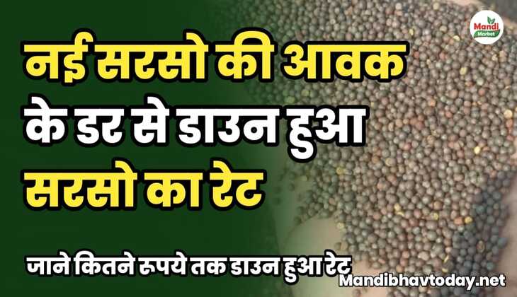 नई सरसो की आवक के डर से डाउन हुआ सरसो का रेट | जाने कितने रूपये तक डाउन हुआ रेट