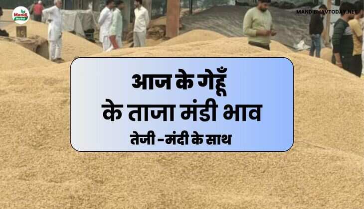 wheat rate 