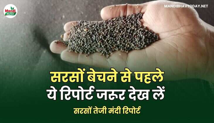 सरसों तेजी मंदी रिपोर्ट