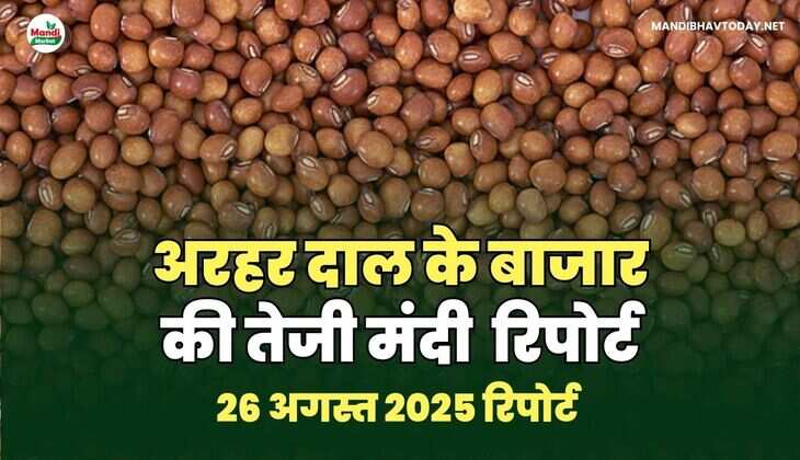 अरहर /तुवर  दाल की तेजी मंदी रिपोर्ट -26  AUG 2025
