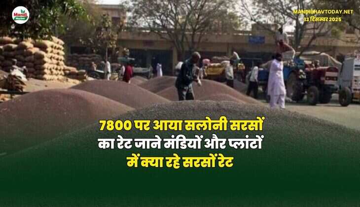 7800 पर आया सलोनी सरसों का रेट | जाने मंडियों और प्लांटों में क्या रहे सरसों रेट