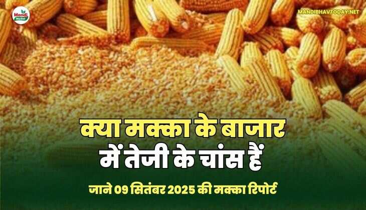 क्या मक्का के बाजार में तेजी के चांस हैं - रिपोर्ट