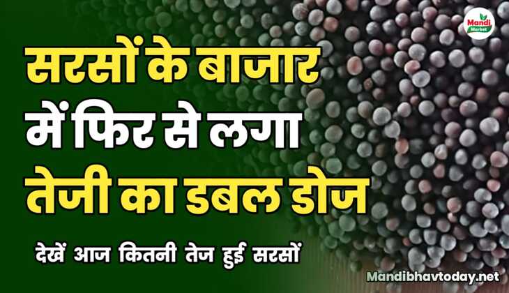 सरसों के बाजार में फिर से लगा तेजी का डबल डोज | देखें आज कितनी तेज हुई सरसों 