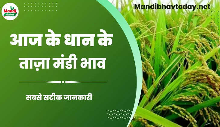 बासमती धान के ताजा भाव | Basmati Paddy Rate Today 25 January 2023