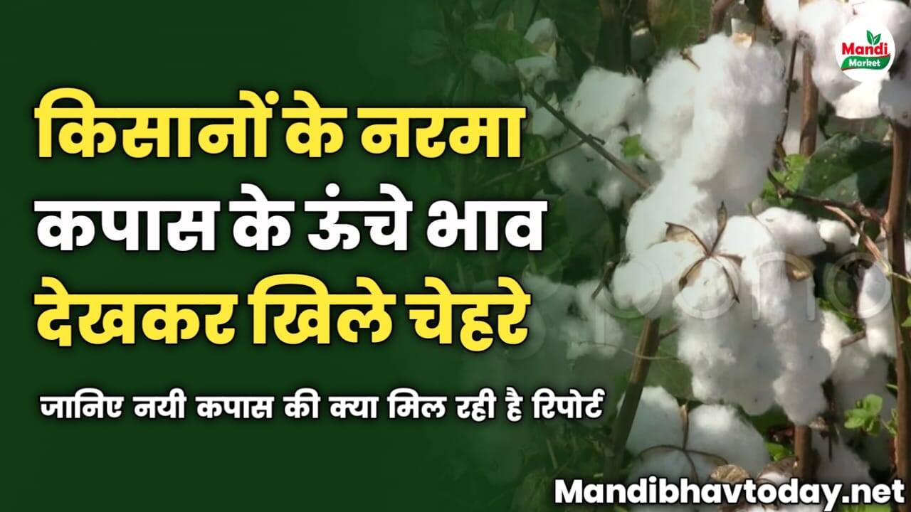 नरमा कपास के ऊंचे भाव देखकर किसानों के खिले चेहरे | जानिए नयी कपास की क्या मिल रही है रिपोर्ट