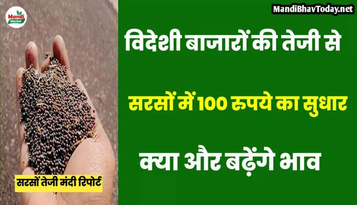 sarso teji mandi report