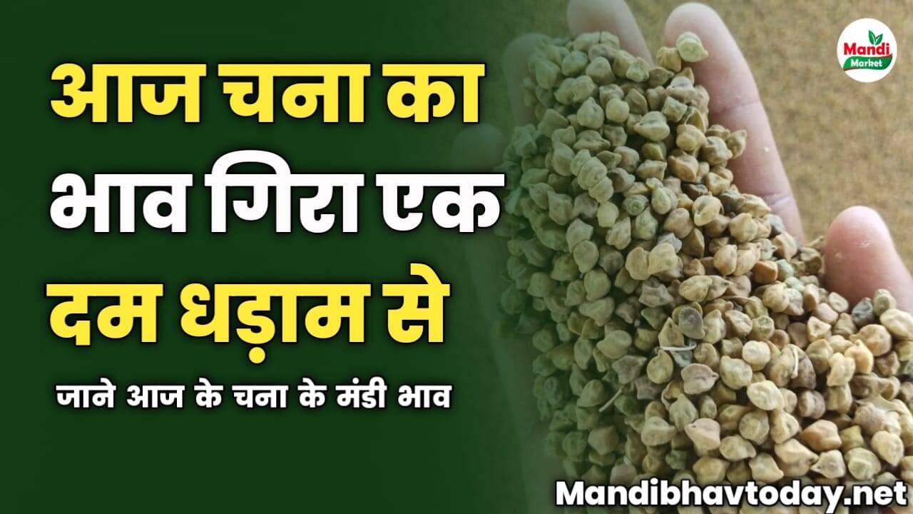आज चना का भाव गिरा एक दम धड़ाम से | जाने आज के चना के मंडी भाव