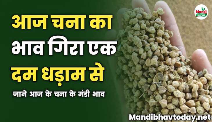 आज चना का भाव गिरा एक दम धड़ाम से | जाने आज के चना के मंडी भाव 