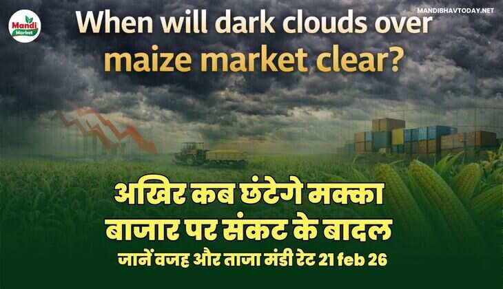 अखिर कब छंटेगे मक्का बाजार पर संकट के बादल |  जानें वजह और ताजा मंडी रेट 21 feb 26 