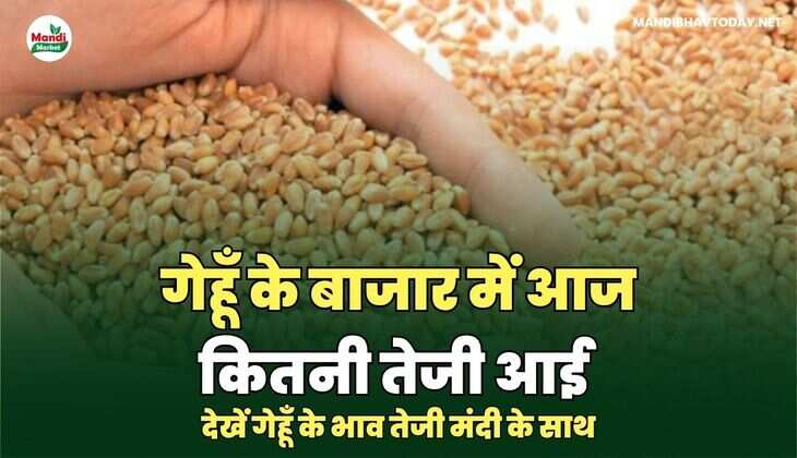 गेहू 