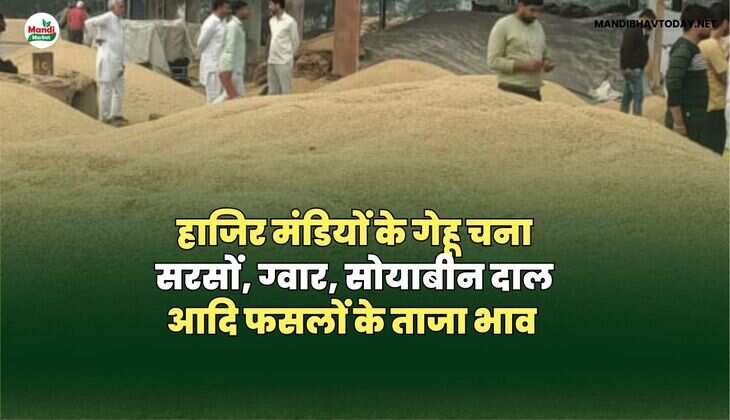 हाजिर मंडियों के ताजा रेट 