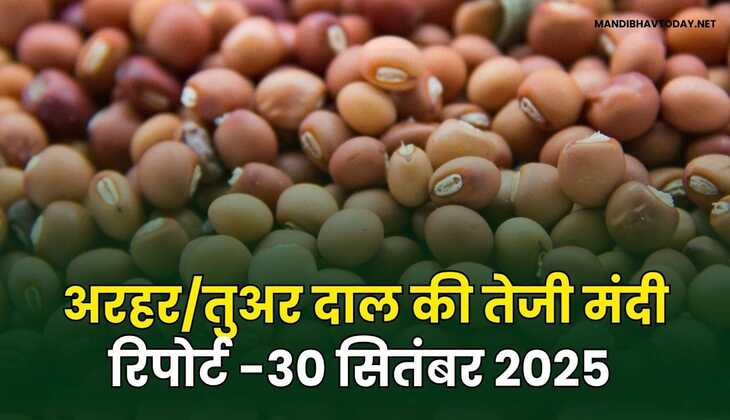 अरहर /तुवर  दाल की तेजी मंदी रिपोर्ट  30  Sep  2025