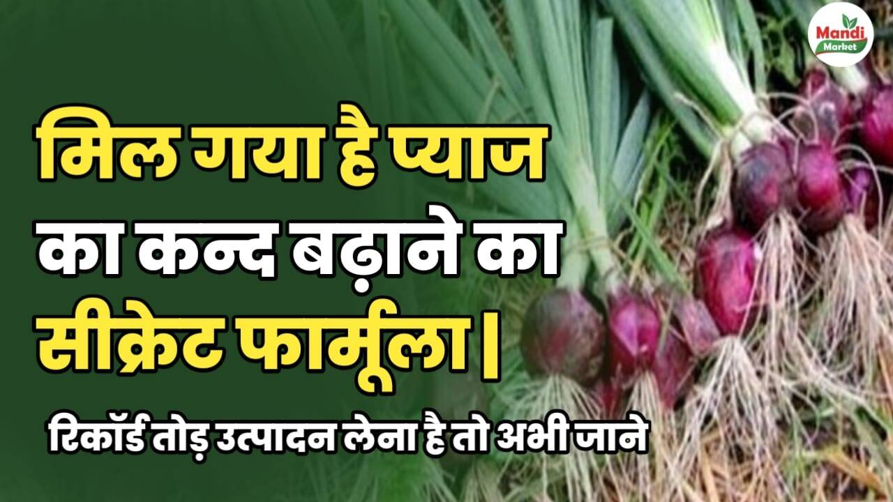 मिल गया है प्याज का कंद बढ़ाने का सीक्रेट फार्मूला, रिकॉर्ड तोड़े उत्पादन लेना है तो अभी जानें।