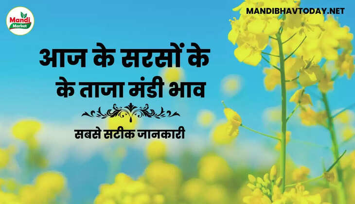 Sarso Live Rate Today 07 Jan 2023