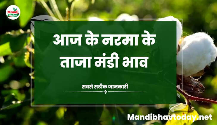 Aaj Ka Narma Ka bhav नरमा और कपास के ताजा मंडी भाव Narma Price Today 28 December 2022