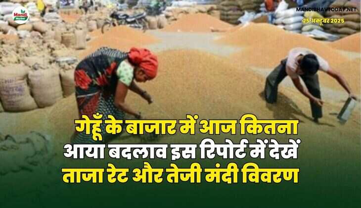 गेहूँ के बाजार में आज कितना आया बदलाव | इस रिपोर्ट में देखें ताजा रेट और तेजी मंदी विवरण