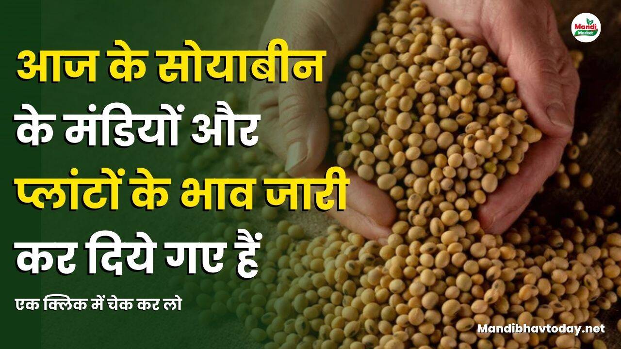 आज के सोयाबीन के मंडियों और प्लांटों के भाव जारी कर दिये गए हैं | एक क्लिक में चेक कर लो