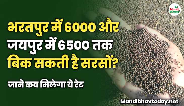 भरतपुर में 6000 और जयपुर में 6500 तक बिक सकती है सरसों | जाने कब मिलेगा ये रेट
