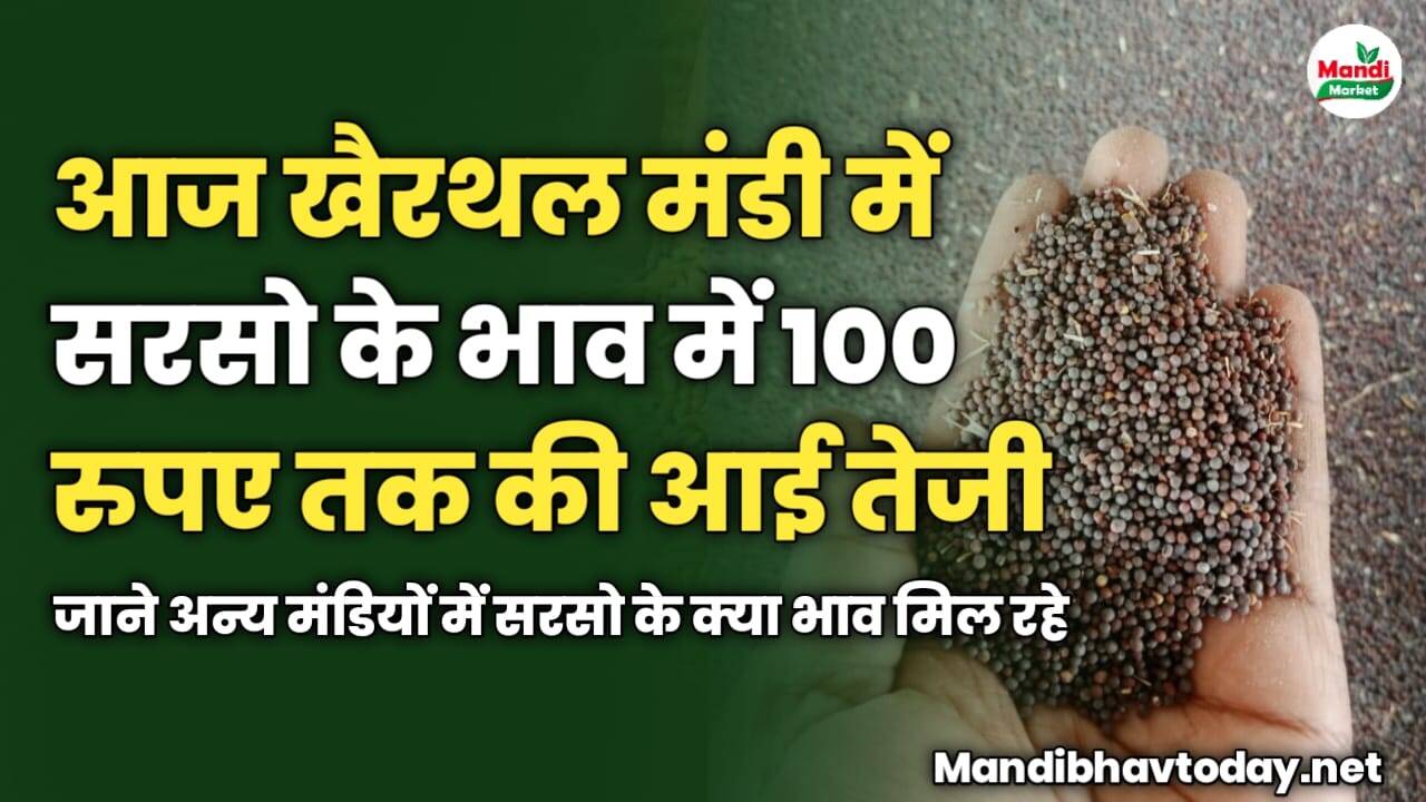 आज खैरथल मंडी में सरसो के भाव में 100 रुपए तक की आई तेजी | जाने अन्य मंडियों में सरसो के क्या भाव मिल रहे